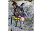 Adopt Forest a Shepherd, Mixed Breed