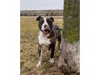 Adopt Zues Lee a Pit Bull Terrier
