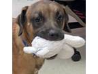 Adopt Rudi a Black Mouth Cur, Hound