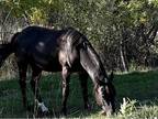 Young gentle black horse