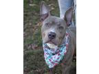 Adopt Prancer a Pit Bull Terrier