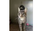 Adopt Droop a Domestic Short Hair