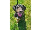 Adopt Depp Yrly 614 a Plott Hound