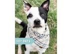 Adopt Figgy a Bull Terrier