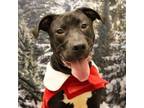 Adopt Sox A0054703402 a Mixed Breed, Pit Bull Terrier