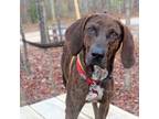 Adopt Dobby a Plott Hound