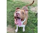 Adopt Endor a American Staffordshire Terrier, Mixed Breed