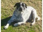 Adopt BUDDY a German Shorthaired Pointer, Australian Cattle Dog / Blue Heeler
