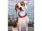 Adopt Oliver a Treeing Walker Coonhound, Hound