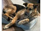 Adopt Otis a German Shepherd Dog, Shepherd