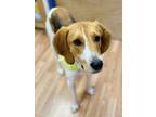 Adopt Lucky a Foxhound, Hound