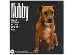 Adopt Domino (aka Nubby) a Brindle Plott Hound / Boxer dog in Gilbertsville