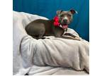 Adopt Bluebell a Gray/Silver/Salt & Pepper - with Black American Pit Bull