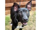 Adopt Paloma Z313 a Black Hound (Unknown Type) / Terrier (Unknown Type