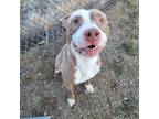 Adopt KYLE a Pit Bull Terrier
