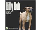 Adopt Billy Bob a Brown/Chocolate Labrador Retriever dog in Gilbertsville