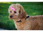 Cavapoo Puppy for sale in South Bend, IN, USA