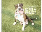 Adopt Astra a Brown/Chocolate American Pit Bull Terrier / Mixed dog in Kansas
