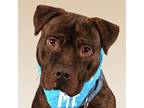 Adopt Prancer - Foster or Adopt Me! a American Staffordshire Terrier