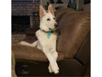 Adopt Thor a White German Shepherd, German Shepherd Dog
