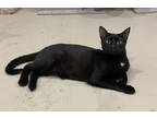 Adopt Pirelli a All Black Domestic Shorthair / Mixed (short coat) cat in St