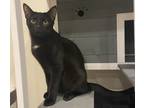 Adopt Michelin a All Black Domestic Shorthair / Mixed (short coat) cat in St