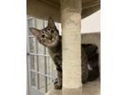 Adopt Penny a Brown Tabby Domestic Shorthair / Mixed (short coat) cat in St