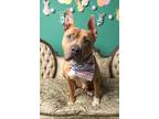 Adopt Jeremy a Terrier, Pit Bull Terrier