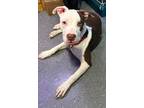 Adopt Heimdall a American Staffordshire Terrier, Pit Bull Terrier