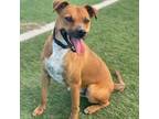 Adopt Tato a Black Mouth Cur