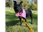 Adopt Josie a Black Terrier (Unknown Type, Small) / Mixed dog in Jarrettsville