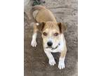 Adopt Dasher a Corgi, Terrier