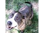 Adopt Papi (Cross Post) a Staffordshire Bull Terrier