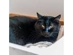 Adopt Sabrina a All Black Domestic Shorthair / Mixed cat in West Des Moines