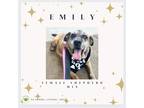 Adopt Emily a Brown/Chocolate - with Black Shepherd (Unknown Type) dog in