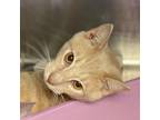 Adopt Rocky a Orange or Red Domestic Shorthair / Mixed cat in Tuscaloosa