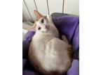 Adopt Cashew a American Shorthair