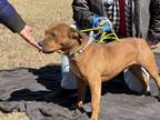 Adopt Rudy a Pit Bull Terrier, American Staffordshire Terrier