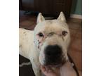 Adopt Snowy a White - with Black Staffordshire Bull Terrier / Mixed dog in