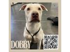 Adopt Dobby a Labrador Retriever