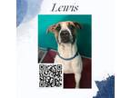 Adopt Lewis a Pit Bull Terrier