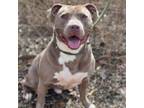 Adopt Titan a Pit Bull Terrier