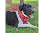 Adopt Luigi a Black Pit Bull Terrier / Labrador Retriever / Mixed dog in Helena