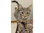 Adopt Orville a Domestic Short Hair, Tabby