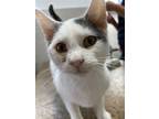 Adopt Puma a Domestic Short Hair