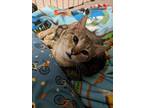 Adopt Kingston a Domestic Short Hair