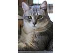 Adopt Autumn a Cream or Ivory (Mostly) Domestic Shorthair (short coat) cat in