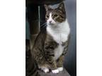 Adopt Andy a Brown Tabby Domestic Shorthair (short coat) cat in Barnwell
