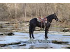 Super Gentle Registered Friesian Sport Horse Gelding, Rides and Drives, Gentle