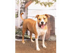 Adopt Molly a Brown/Chocolate American Pit Bull Terrier / Mixed dog in Justin